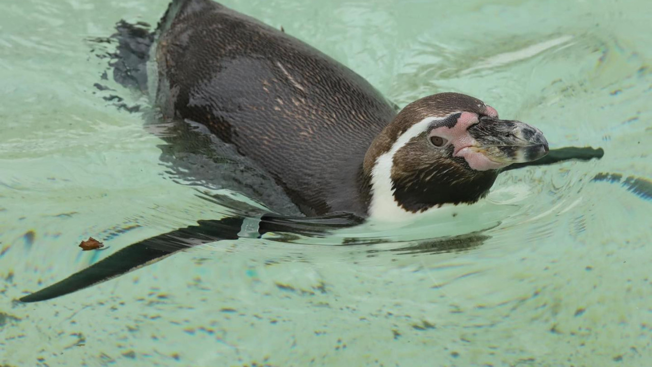 Pinguim da Antártida é encontrado em praia na Austrália, a 3,5 mil quilômetros de casa